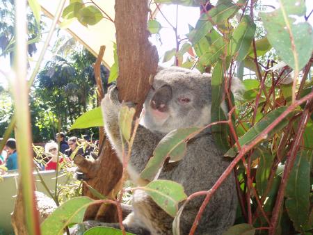 Moi&Ma Branche D'eucalyptus...Et Rien D'autre!!!